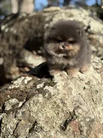 Immaculate , a male Pomeranian for sale in Valley Springs, CA – 3 of 4