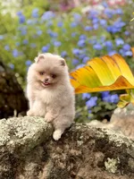 Sequence , a female Pomeranian for sale in Valley Springs, CA – 3 of 4