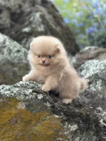 Simon, a male Pomeranian for sale in Valley Springs, CA – 3 of 3