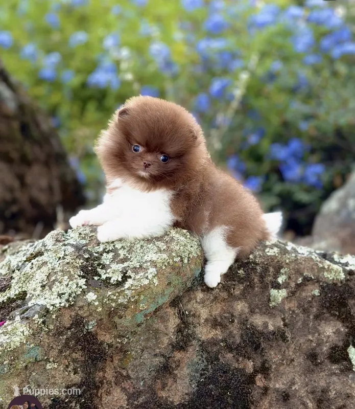 Alvin – Pomeranian puppy for sale in Valley Springs, CA