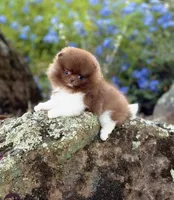 Alvin, a male Pomeranian for sale in Valley Springs, CA – 1 of 3