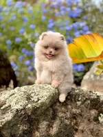 Sequence , a female Pomeranian for sale in Valley Springs, CA – 4 of 4
