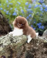 Alvin, a male Pomeranian for sale in Valley Springs, CA – 2 of 3