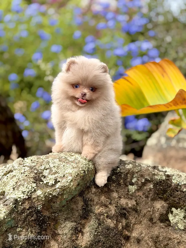 Sequence  – Pomeranian puppy for sale in Valley Springs, CA