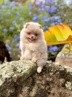 Sequence , a female Pomeranian for sale in Valley Springs, CA – 1 of 4