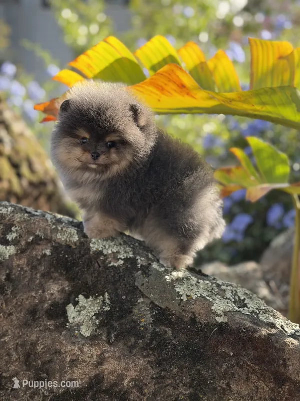 Immaculate  – Pomeranian puppy for sale in Valley Springs, CA