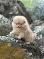 Simon, a male Pomeranian for sale in Valley Springs, CA – 2 of 3