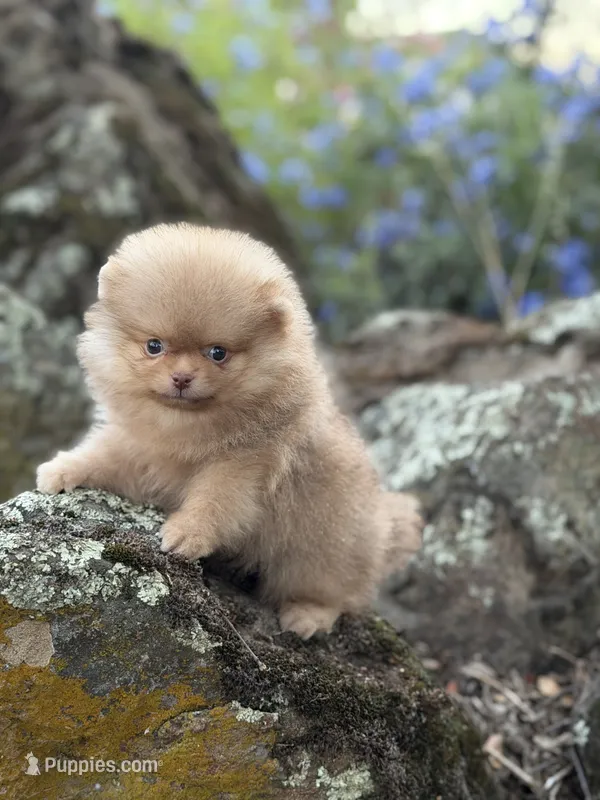 Simon – Pomeranian puppy for sale in Valley Springs, CA