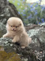 Simon, a male Pomeranian for sale in Valley Springs, CA – 1 of 3