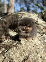 Immaculate , a male Pomeranian for sale in Valley Springs, CA – 4 of 4
