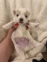 Snow, a male Shichon and Poochon for sale in Louisville, KY – Photo 1 of 3