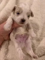Snow, a male Shichon and Poochon for sale in Louisville, KY – Photo 3 of 3