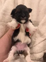 CeeCee, a male Bichon Frise and Shih Tzu for sale in Louisville, KY – Photo 1 of 2