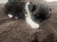 CeeCee, a male Bichon Frise and Shih Tzu for sale in Louisville, KY – Photo 2 of 2