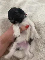 Oreo, a male Bichon Frise and Poodle - Miniature  for sale in Louisville, KY – Photo 1 of 3