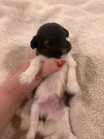 Oreo, a male Bichon Frise and Poodle - Miniature  for sale in Louisville, KY – Photo 2 of 3