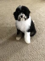 Duncan , a male Poodle - Miniature  and Miniature Bernedoodle for sale in Ravenna, OH – 3 of 3