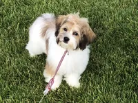 Lacey , a female Havanese for sale in Ravenna, OH – 3 of 4