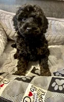 Marco , a male Poodle - Miniature  for sale in Ravenna, OH – 4 of 6