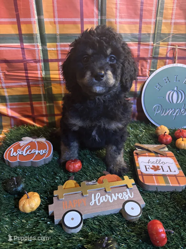 Forest  – Miniature Bernedoodle puppy for sale in Ravenna, OH