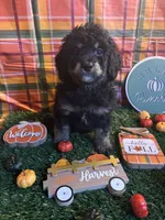 Forest , a male Miniature Bernedoodle for sale in Ravenna, OH – 1 of 3