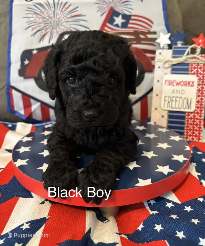 Paco  – Poodle - Miniature  puppy for sale in Ravenna, OH