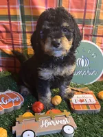 Oakley , a male Miniature Bernedoodle for sale in Ravenna, OH – 2 of 4