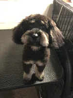 Ash , a male Miniature Bernedoodle for sale in Ravenna, OH – 2 of 3