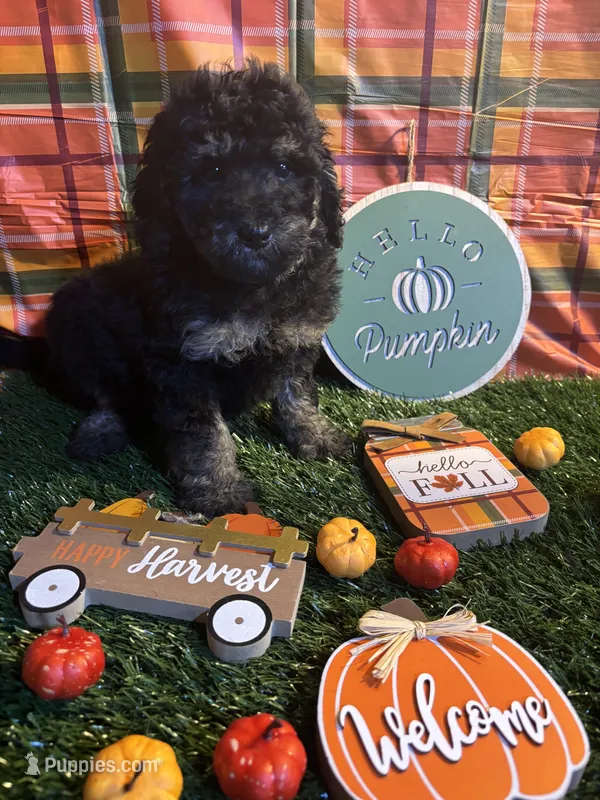 Blossom – Miniature Bernedoodle puppy for sale in Ravenna, OH