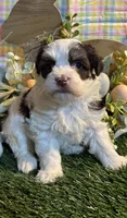 Jack , a male Havanese for sale in Ravenna, OH – Photo 1 of 4