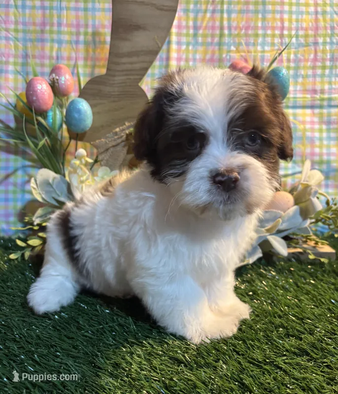 Jack  – Havanese puppy for sale in Ravenna, OH