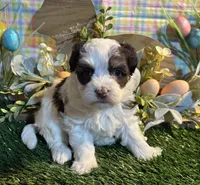Jack , a male Havanese for sale in Ravenna, OH – Photo 2 of 4