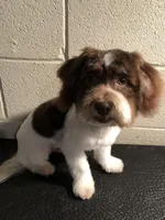 Jack , a male Havanese for sale in Ravenna, OH – Photo 4 of 4