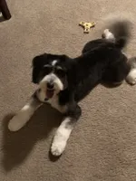 Apple , a female Miniature Bernedoodle for sale in Ravenna, OH – 3 of 4