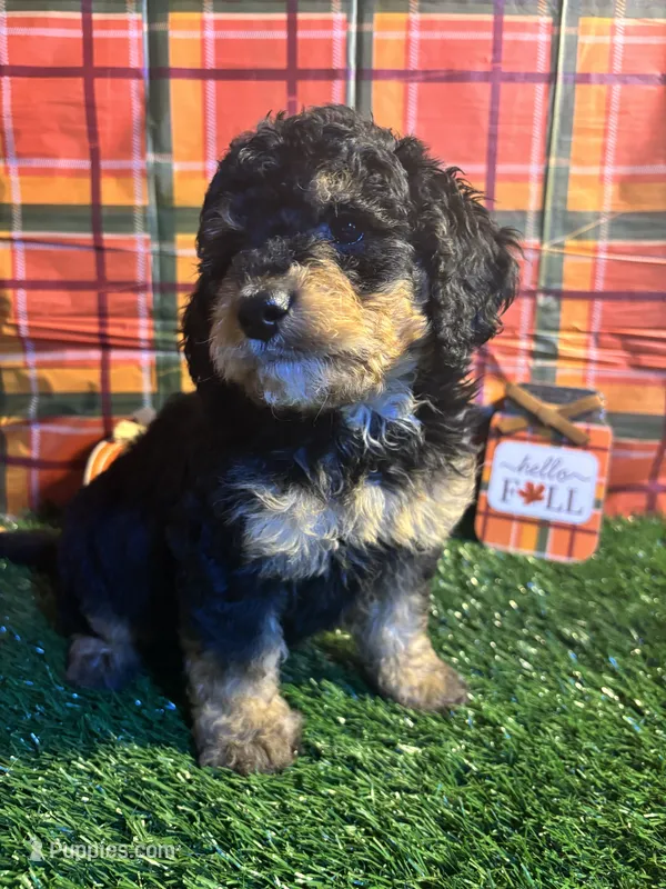 Oakley  – Miniature Bernedoodle puppy for sale in Ravenna, OH