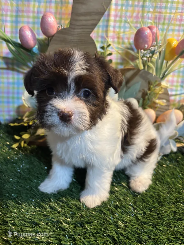 Kali  – Havanese puppy for sale in Ravenna, OH