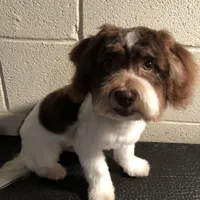 Kali , a female Havanese for sale in Ravenna, OH – Photo 7 of 7