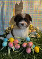 Kali , a female Havanese for sale in Ravenna, OH – Photo 1 of 7