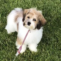 Kali , a female Havanese for sale in Ravenna, OH – Photo 6 of 7