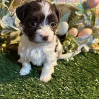 Kali , a female Havanese for sale in Ravenna, OH – Photo 4 of 7