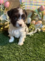 Kali , a female Havanese for sale in Ravenna, OH – Photo 1 of 4
