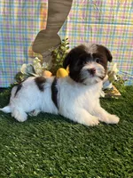 Kali , a female Havanese for sale in Ravenna, OH – Photo 2 of 7
