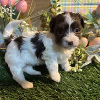 Kali , a female Havanese for sale in Ravenna, OH – Photo 5 of 7