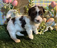 Kali , a female Havanese for sale in Ravenna, OH – Photo 2 of 4