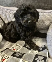 Marco , a male Poodle - Miniature  for sale in Ravenna, OH – 5 of 6