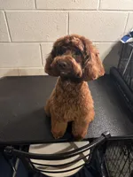 Paco , a male Poodle - Miniature  for sale in Ravenna, OH – 2 of 3