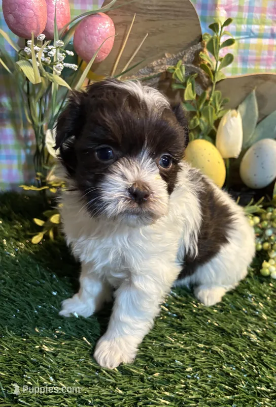 candy , a female Havanese for sale in Ravenna, OH – Photo 1 of 4