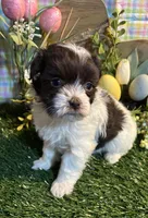 candy , a female Havanese for sale in Ravenna, OH – Photo 1 of 4
