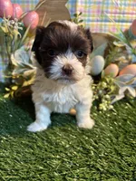 candy , a female Havanese for sale in Ravenna, OH – Photo 2 of 4