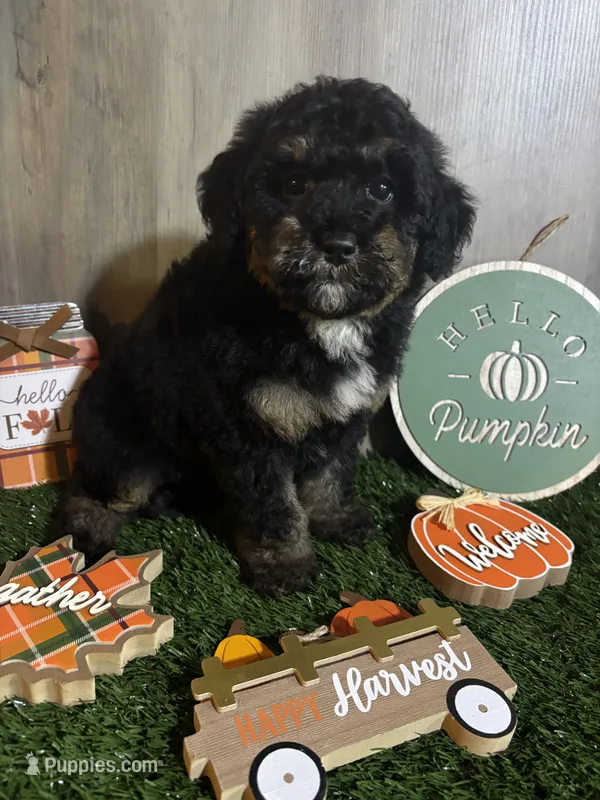 Pumpkin  – Poodle - Miniature , Miniature Bernedoodle puppy for sale in Ravenna, OH